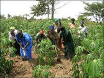Le chef de l'Etat décidé à s'appuyer sur l'agriculture pour développer l'économie