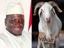 Tabaski : Le « Bana-bana » Yaya Jammeh vend des moutons à ses fonctionnaires