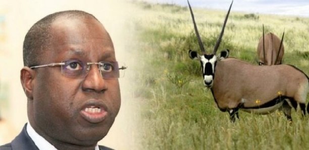Affaire des gazelles oryx : Le PDS annonce une plainte devant le procureur