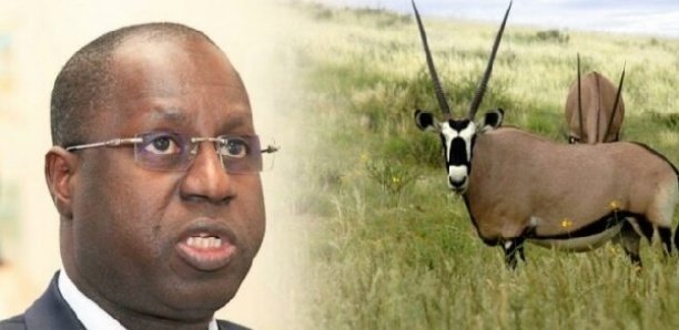 Forêt classée de Mbao : Abdou Karim Sall attribue 15 Ha à 4 «gros bonnets»
