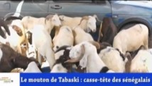 REGARDEZ. Le bélier de Tabaski: Une denrée rare et chère