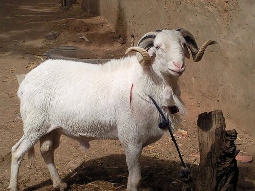 A Diourbel, ''la situation n'est pas alarmante'', selon l'Inspecteur des services vétérinaires