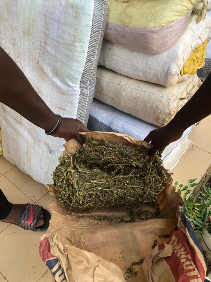 OPERATION « JONCTION » : La Douane saisit 537 kg de chanvre indien en 72 heures.