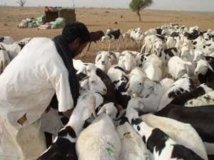 L’ambassadeur d’Arabie Saoudite offre 300 têtes de moutons (communiqué)