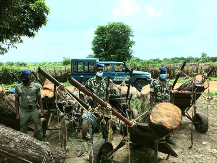 Vélingara/Lutte contre la coupe de bois : La brigade territoriale a saisi un important lot de bois de vène