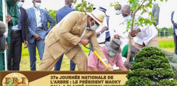 Journée Nationale de l’Arbre : « Il faut reverdir le Sénégal... Il nous faut faire de la reforestation une activité majeure » (Macky Sall)