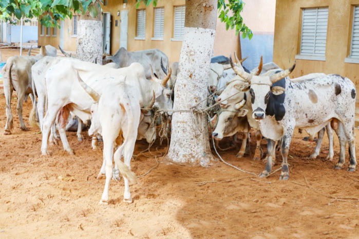 Achoura : Cheikh Bakhoum apporte son soutien aux lieux de culte musulmans et aux familles de la commune Grand-Yoff