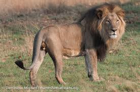 Oussouye : Un lion rôde autour des habitations depuis plusieurs jours (conservateur)