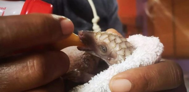 Au Nigeria, le Covid-19 donne un nouvel élan à la défense du pangolin