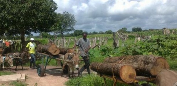 ENVIRONNEMENT- Sédhiou, Kolda et Ziguinchor se liguent contre la déforestation
