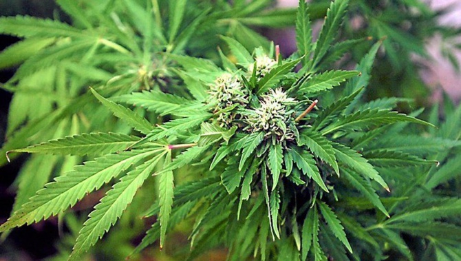 Trafic de drogue : L'OCRTIS démantèle (encore) un réseau international