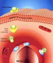 La testostérone peut-elle nous faire vivre plus longtemps?
