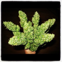 Rihanna reçoit un plant de Marijuana pour la Saint-Valentin