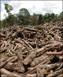Trafic de bois de venne dans la communauté rurale de Kandia : Gambiens et Sénégalais au bord du clash