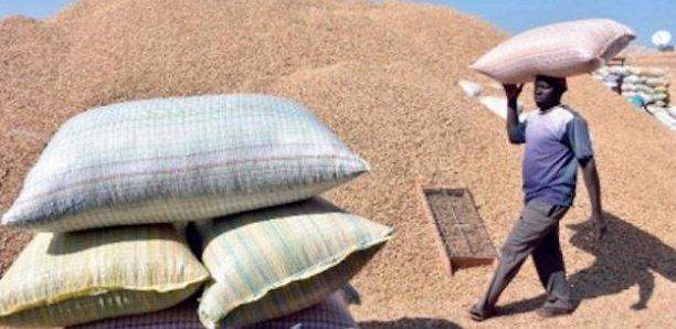 Campagne de commercialisation arachidiere: 3.670 tonnes déjà collectées par SONACOS Lydiane