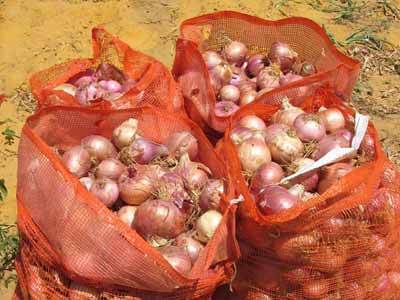 L'Union Européenne et L'Asepex volent au secours  des producteurs d'oignon