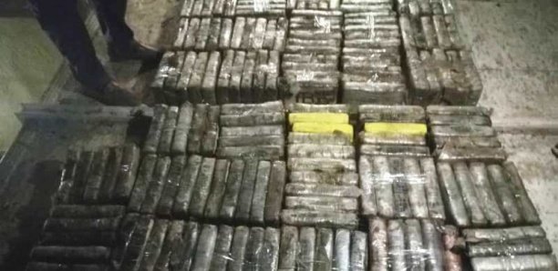 Gambie : 70 agents de l'agence de lutte anti-drogue suspendus pour consommation...de marijuana.