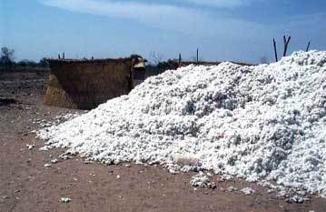 LANCEMENT OFFICIEL DE LA CAMPAGNE COTONNIERE 2013/2014 A VELINGARA. LES COTONCULTEURS ACCUEILLENT LE MINISTRE DE L’AGRICULTURE ET DE L’EQUIPEMENT RURAL A SOUTOUR