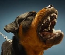 Les populations de Malika lancent la fatwa contre les chiens errants