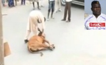 Bœuf sacrifié à la Médina le jour du combat : Tapha Tine nie être l’auteur (regardez la vidéo)