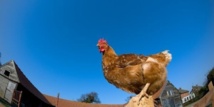 Au début, le coq avait un pénis