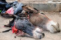 Surpris en train de dépecer un âne, le « boucher » prend la fuite