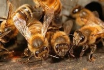 Des abeilles empêchent l’enterrement d’un cadavre à Saré Méta