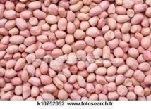 Fatick : des producteurs jugent ''élevés'' les prix de vente des semences d’arachide