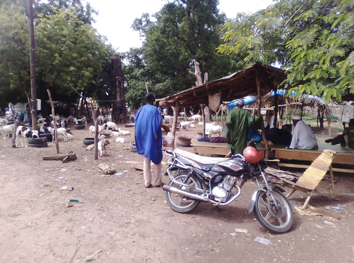 Préparatifs de la Tabaski à Kolda : Cherté des moutons et de l’aliment de bétail, absence de financements, points de vente pas encore bien fournis…