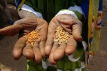 Vélingara : Famine et Pauvreté frappent aux portes du monde rural