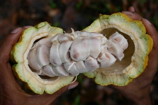 Le Nigeria prévoit de produire 500.000 tonnes de cacao par an à partir de 2015