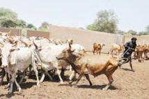 Dahra : Un taureau encorne un éleveur et lui arrache les intestins