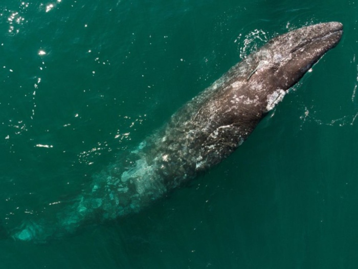Rufisque: Une baleine blessée s'échoue sur la plage et...