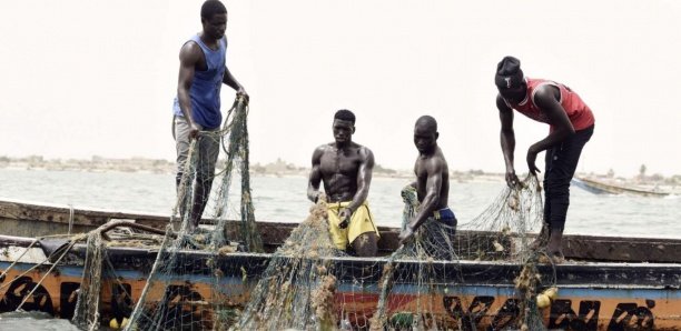 À Soumbédioune, pêcheurs et mareyeurs impactés par la rareté du poisson noble