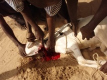 Tabaski : Ibrahima a tenté de se trancher la gorge