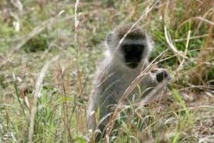 Tambacounda : Le chasseur Yéra Bindia tue un homme qu’il a confondu à un singe Tambacounda : Le chasseur Yéra Bindia tue un homme qu’il a confondu à un singe