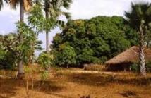 Kolda : l'attaque de Saré Sara n'a pas fait de mort mais un blessé Kolda : l'attaque de Saré Sara n'a pas fait de mort mais un blessé