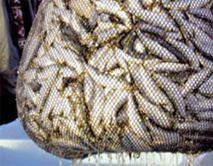 Ziguinchor : le tonnage de poisson débarqué augmente depuis 2010 Ziguinchor : le tonnage de poisson débarqué augmente depuis 2010