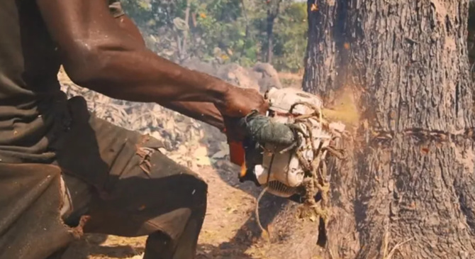 Pillage forêt classée de Tendouck: L'ombre de Boffa-Bayotte plane dans le Blouf