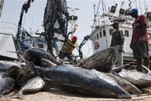 Pêche illégale : Le Sénégal perd entre 300 et 350 milliards FCFA