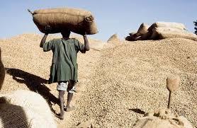 Étude : L’ANSD livre les chiffres sur la transformation de l’arachide au Sénégal