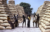 Campagne arachidière: 21.853 tonne d'arachides collectées en trois semaines (officiel) Campagne arachidière: 21.853 tonne d'arachides collectées en trois semaines (officiel)