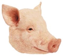 Mbour : Une dame déterre une tête de porc près de sa cuisine
