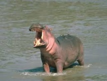 Village de Goulombou : Un hippopotame se nourrit de chair humaine