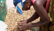 Sénégal : Plus 135 000 tonnes de graines d'arachide collectées à la date du 4 février