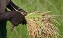 Modernisation de l’agriculture dans le Delta, 7 milliards FCFA dégagés