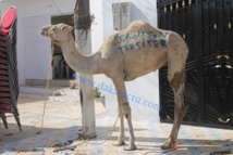 Génocide de moutons au baptême du fils d’Elimane Lam Génocide de moutons au baptême du fils d’Elimane Lam