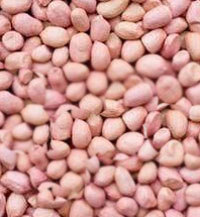 Collecte des graines d’arachide : record de 2000 tonnes par jour !