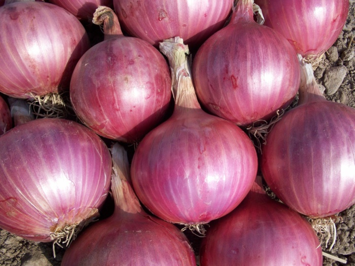 Louga: A Potou, les producteurs d'oignons commencent à "pleurer" à cause du manque de...