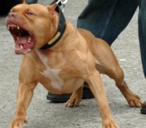 Thiaroye : Attaque d’un Pit-bull, un garçon de 11 ans lutte contre la mort Thiaroye : Attaque d’un Pit-bull, un garçon de 11 ans lutte contre la mort